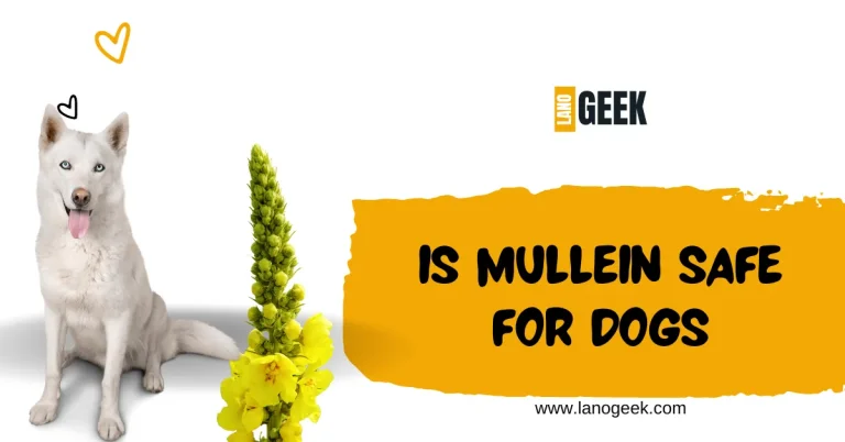Is Mullein Safe For Dogs? Guide 2024