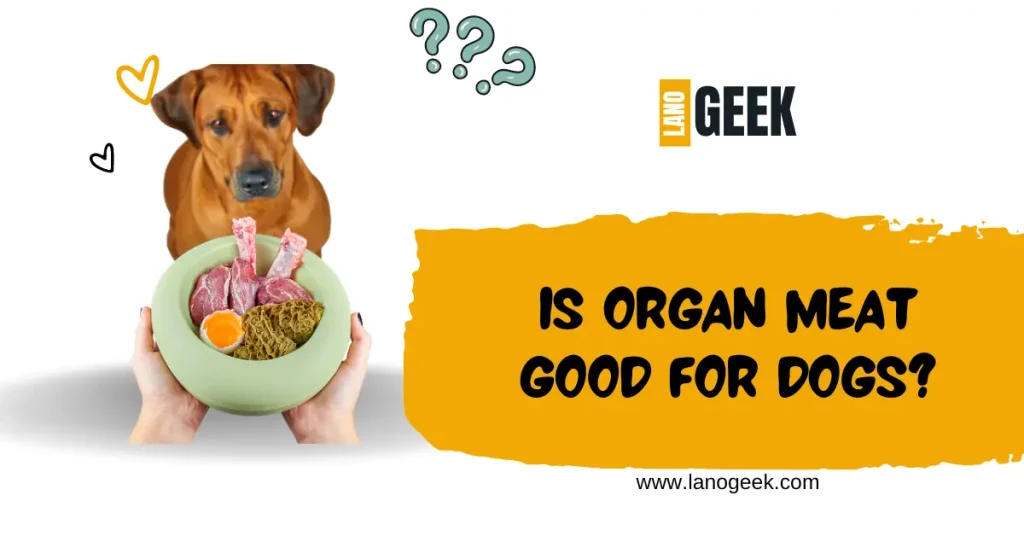 Is Organ Meat Good For Dogs 2024