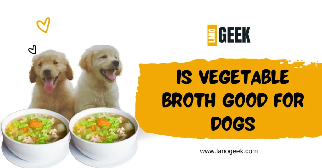 Is Vegetable Broth Good For Dogs 2024