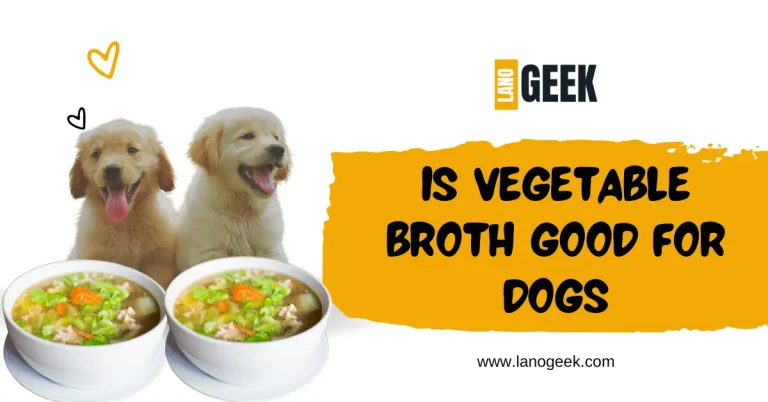 Is Vegetable Broth Good For Dogs?  Facts Need to Know! 2024