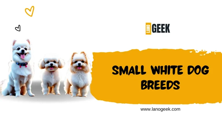 Small White Dog Breeds Guide 2024