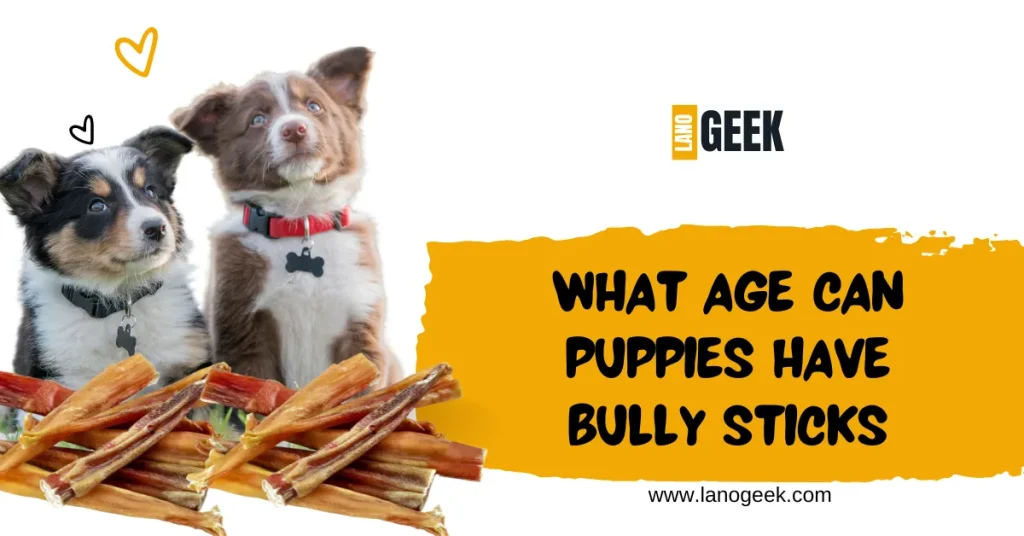 What Age Can Puppies Have Bully Sticks 2024