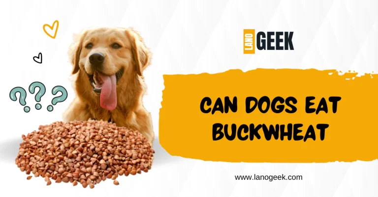 Can Dogs Eat Buckwheat? (Safe Or Not) Guide 2024