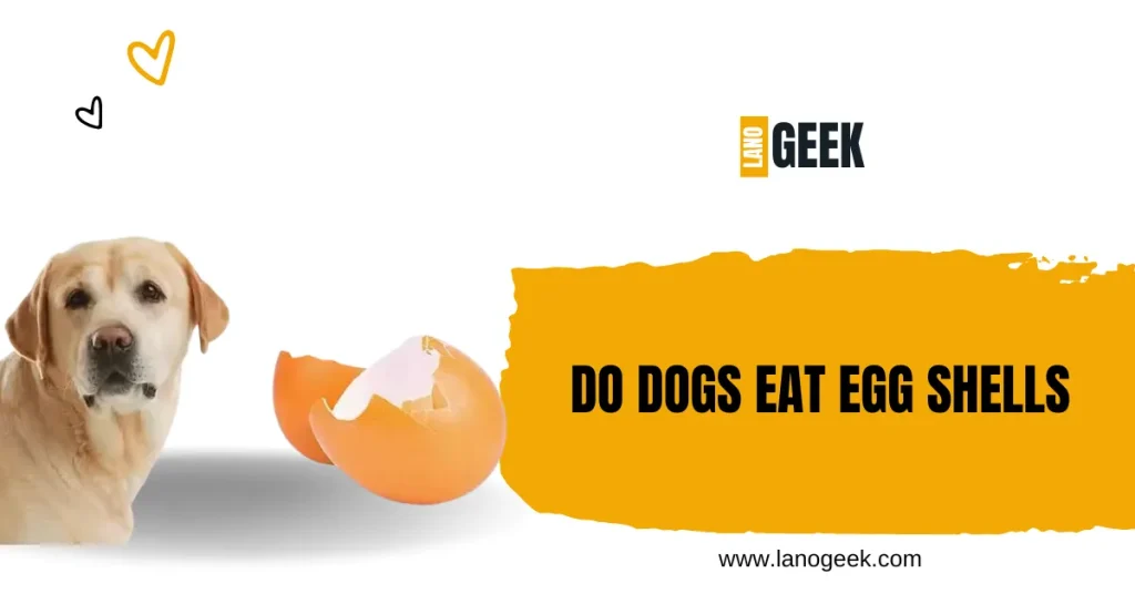 do dogs eat egg shells 2024