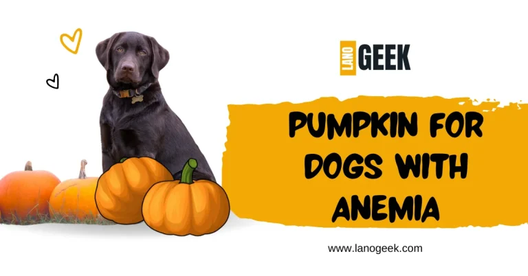 Pumpkin For Dogs With Anemia? How Much is Safe to Offer? 2024