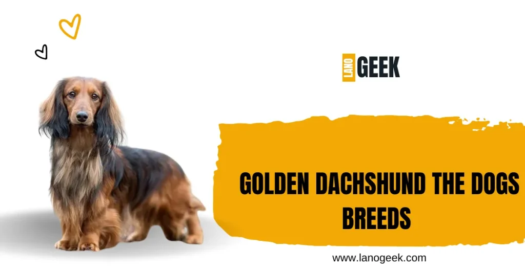 Golden Dachshund The Dogs Breeds 2024