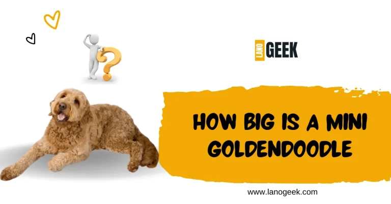 How Big Is A Mini Goldendoodle? Breed Guide 2024