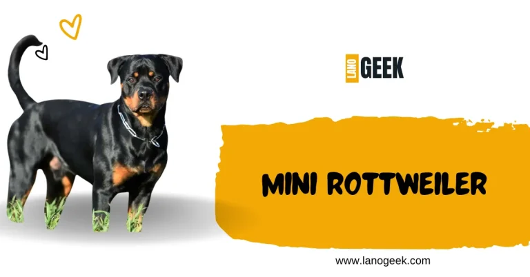 Mini Rottweiler Dog Breed 2024