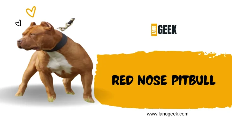 Red Nose Pitbull Fact Health Care 2024