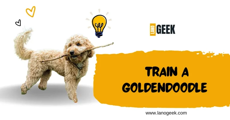 How To Train A Goldendoodle? Dog Training 2024