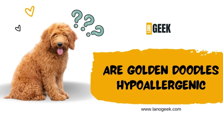 Are Golden Doodles Hypoallergenic? know The truth 2024
