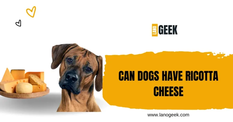 Can Dogs Have Ricotta Cheese? Benifits And Risk Guide 2024