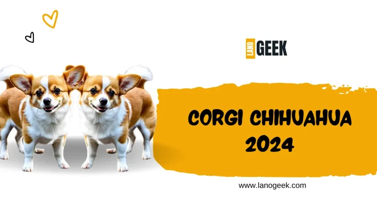 Corgi Chihuahua Meet This Breed 2024