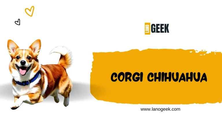 Corgi Chihuahua Meet This Breed 2024