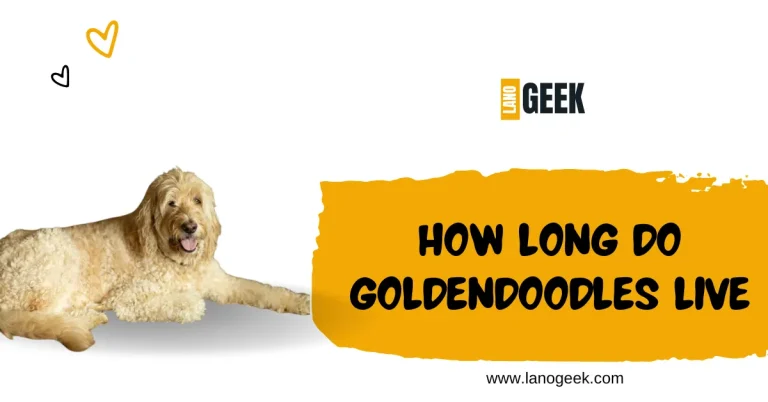 How Long Do Goldendoodle Live? Know About It 2024