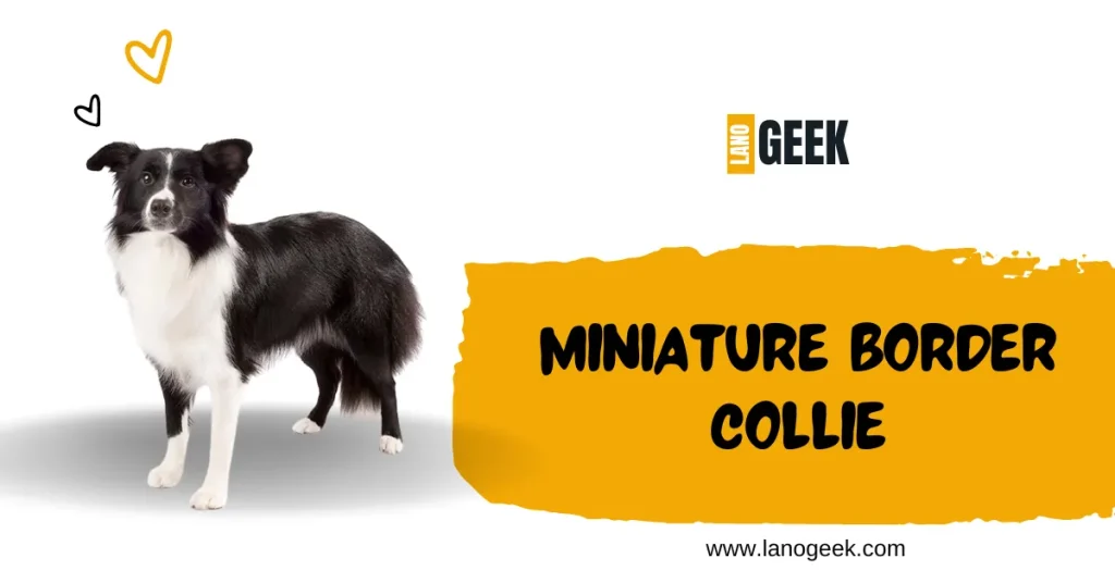 miniature border collie 2024